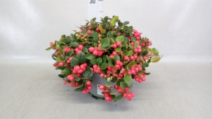 <h4>Gaultheria proc.</h4>