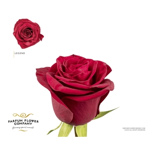 Rosa Garden Legend