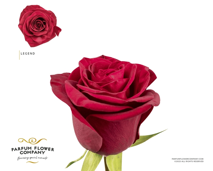 <h4>Rosa Garden Legend</h4>