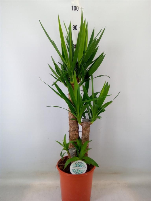 <h4>Yucca   ...</h4>