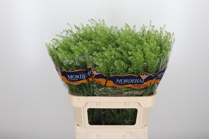 <h4>Lepidium Green Bell</h4>