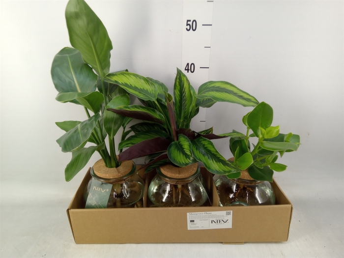 <h4>Planten  ..mix</h4>