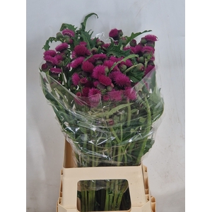 CIRS R ATROPURPUREUM