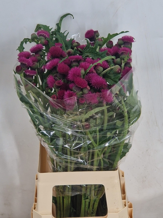 <h4>CIRS R ATROPURPUREUM</h4>
