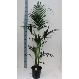 HOWEA FORSTERIANA