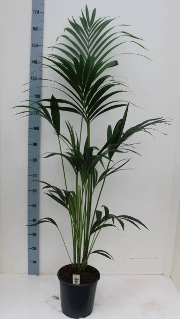 <h4>HOWEA FORSTERIANA</h4>