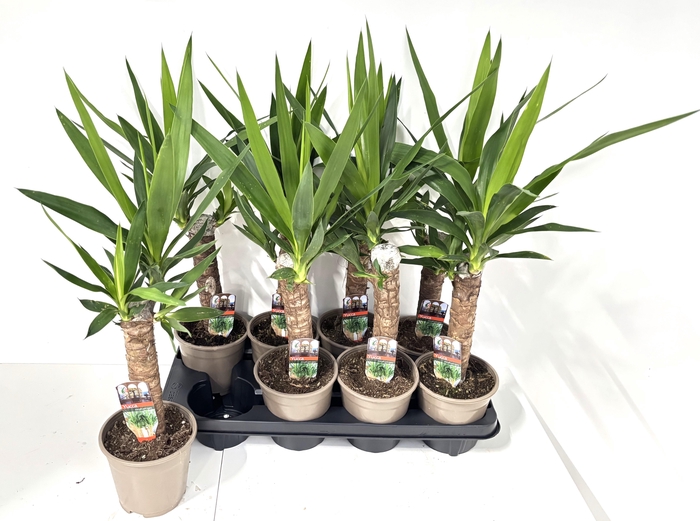 <h4>YUCCA</h4>
