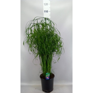 Cyperus alternifolius