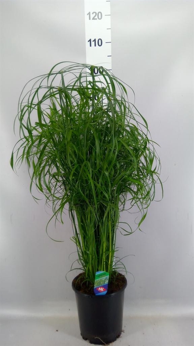 <h4>Cyperus alternifolius</h4>