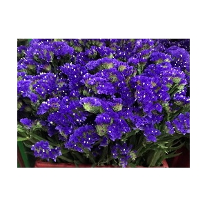 Limonium White (Statice)