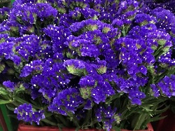 Limonium White (Statice)