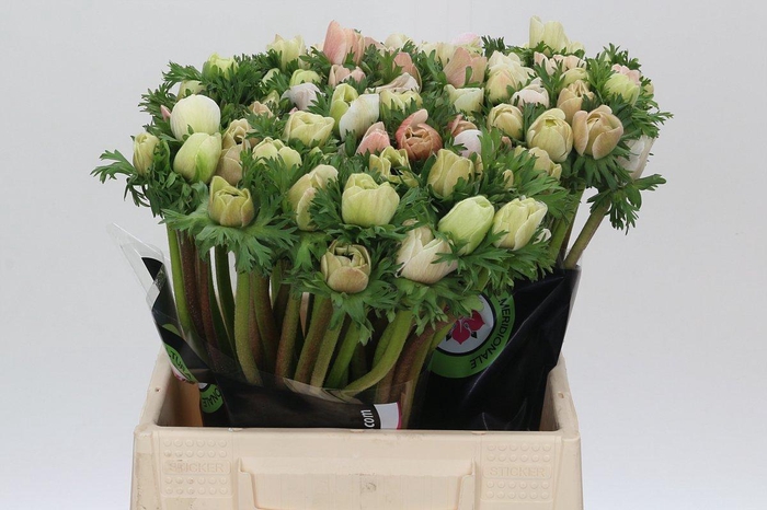 <h4>Anemone Mistral Plus White</h4>