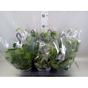 Scindapsus pictus 'Argyraeus'