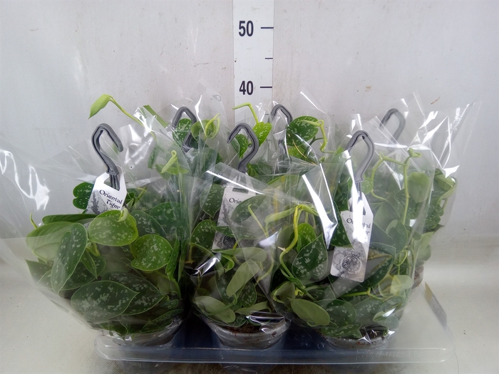 <h4>Scindapsus pictus 'Argyraeus'</h4>