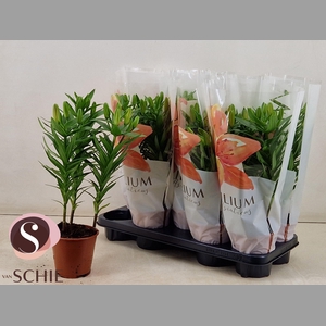 LIL AS ORANGE MATRIX