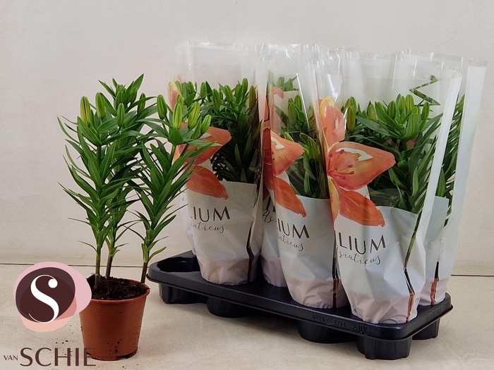 <h4>LIL AS ORANGE MATRIX</h4>