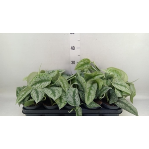 Scindapsus pictus 'Trebie'