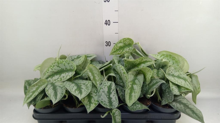 <h4>Scindapsus pictus 'Trebie'</h4>