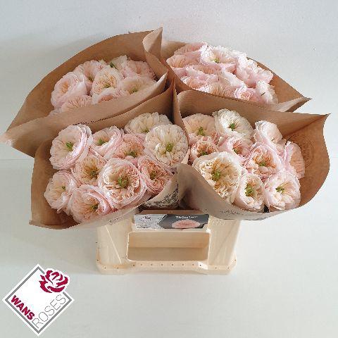 <h4>R GR TINKERBELL! .</h4>