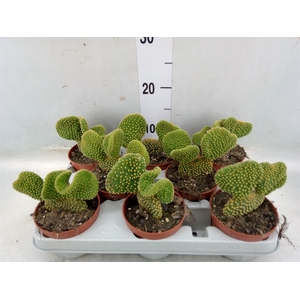 Opuntia microdasys 'Cristata'