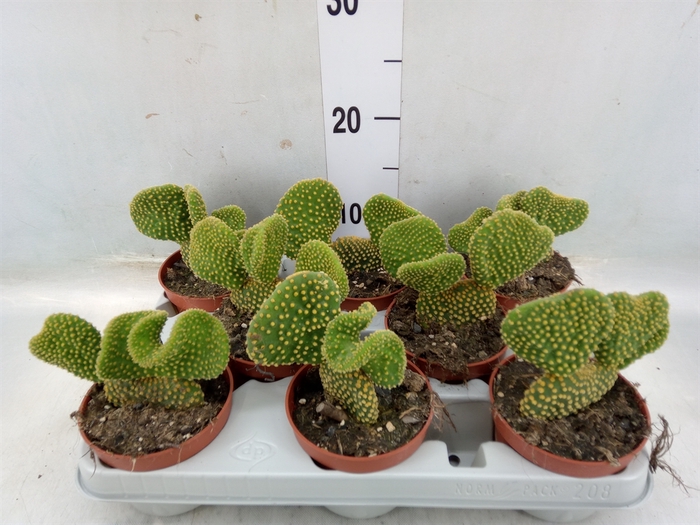 <h4>Opuntia microdasys 'Cristata'</h4>