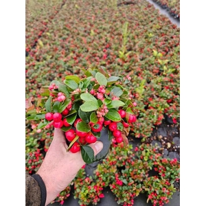 Gaultheria pro. Big Berry