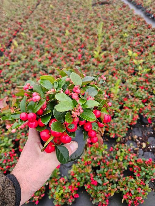 <h4>Gaultheria pro. Big Berry</h4>