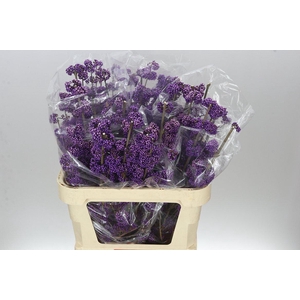 Callicarpa Bod Profusion