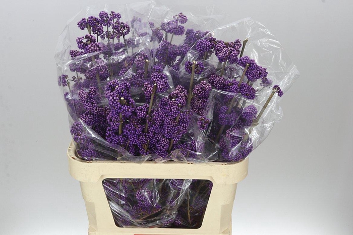 <h4>Callicarpa Bod Profusion</h4>