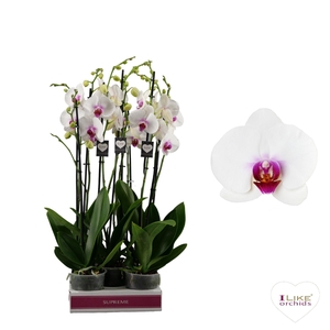 Phalaenopsis Scarlion - 2 tak 60cm