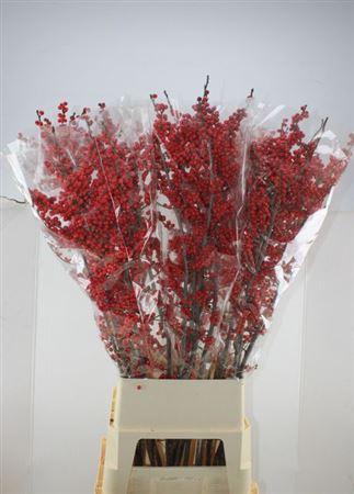 <h4>Ilex Ve Rode Bes</h4>