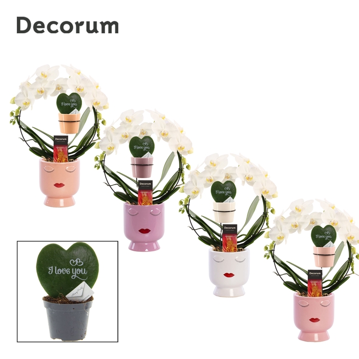 <h4>Phalaenopsis boog wit in Dua Lipa met Hoya Kerrii I love you</h4>