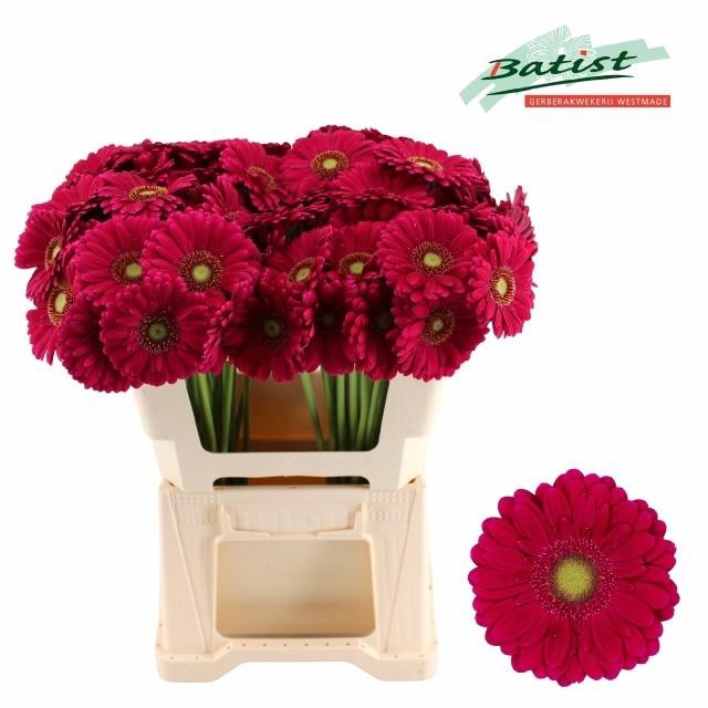 <h4>GE MI VIVIAN</h4>