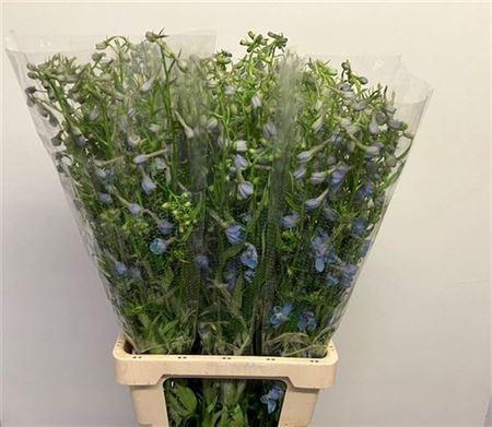 <h4>Delph En Sky Waltz</h4>