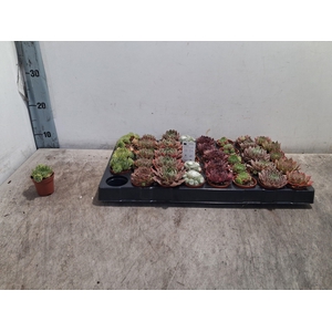SEMPERVIVUM MIX P6