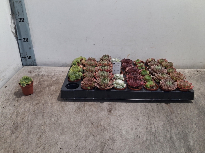 <h4>SEMPERVIVUM MIX P6</h4>
