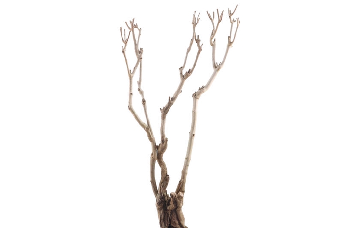 Syringa Branch Super Clementi