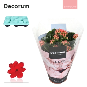 Kalanchoe Decorum TENDER - Serenity Light Red