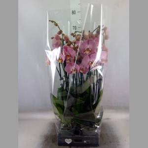 Phalaenopsis   ...