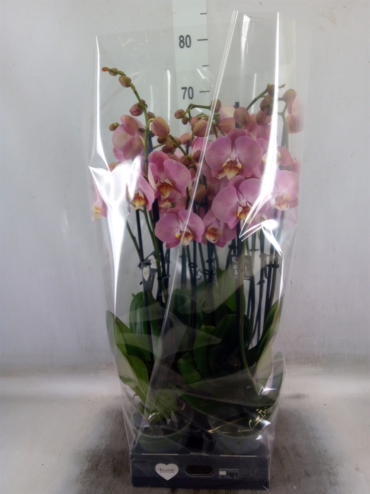 <h4>Phalaenopsis   ...</h4>