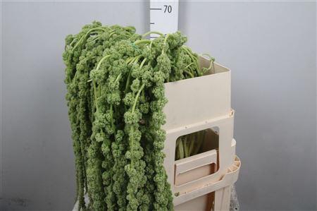 <h4>Amar Ca Cycloop</h4>