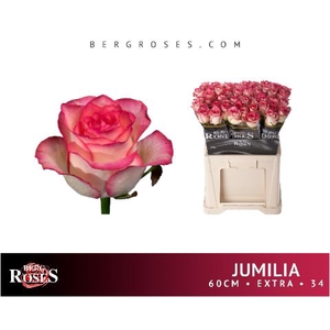 Rozen Jumilia
