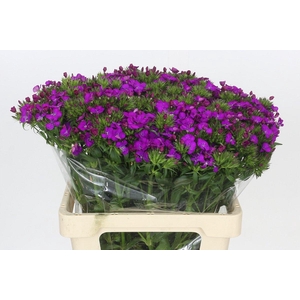 Dianthus Br Amazon Neon Purple