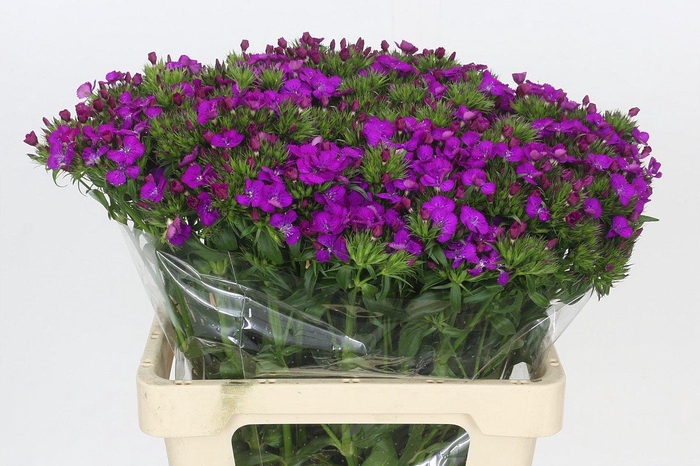 <h4>Dianthus Br Amazon Neon Purple</h4>