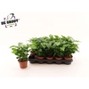 arr8 Coffea Arabica