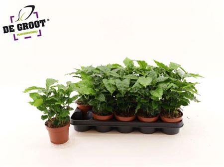 <h4>Coffea arabica</h4>