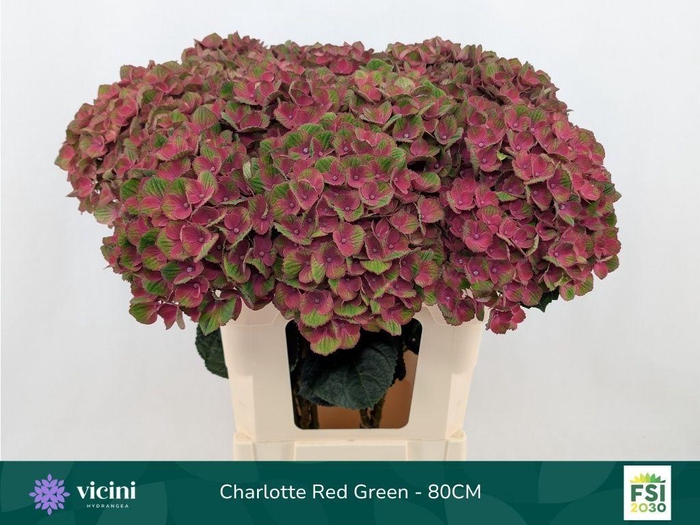 <h4>Hydrangea mag charlotte</h4>