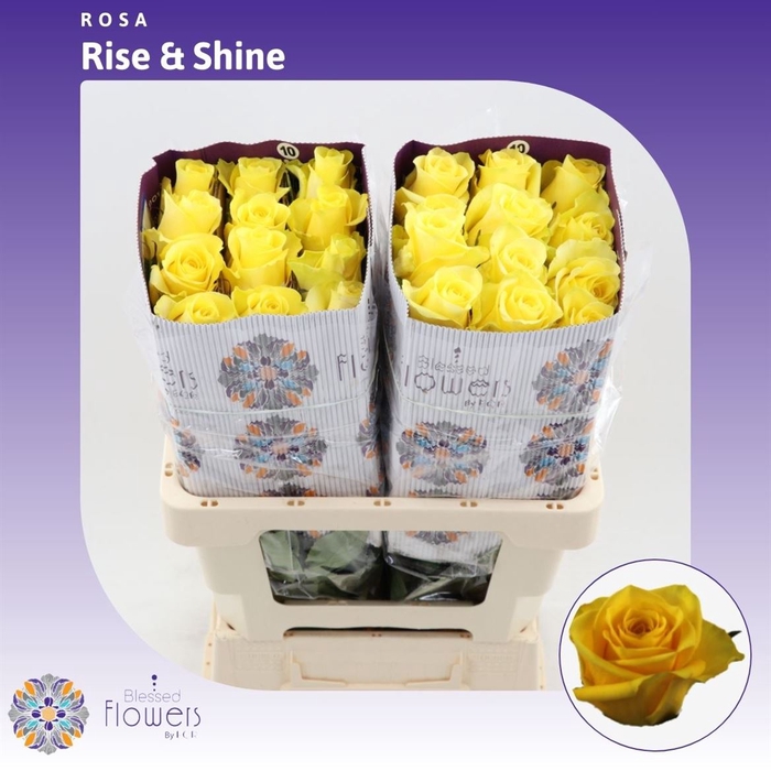 <h4>Rosa gr Rise & Shine</h4>