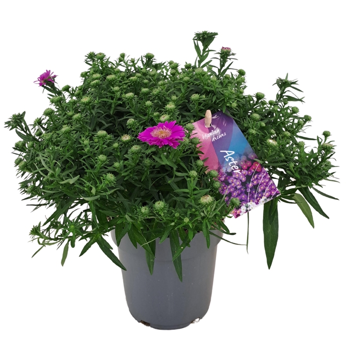 <h4>Aster dumosus Alpha Pink p12</h4>