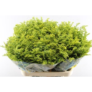 Solidago Carzan Glory L 80/50